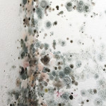 What is Stachybotrys (aka "Black Mold")?