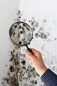 Closer look of mold using a magnifying glass